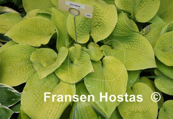 Hosta Innisglow